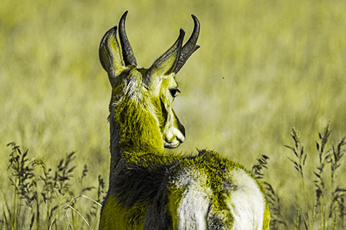 Pronghorn Watching Annoying Fly Buzzing Around (Yellow Tone)