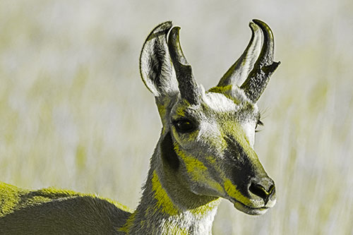 Pronghorn Watching Surroundings Among Sunlight (Yellow Tone)