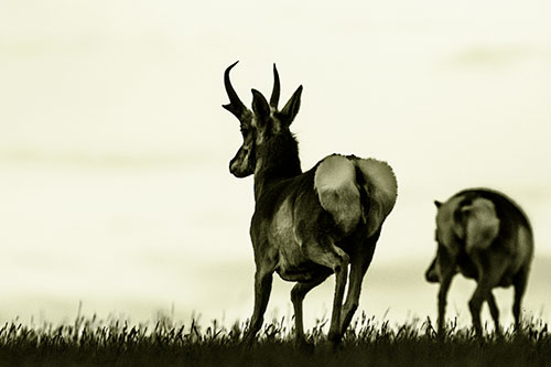 Pronghorns Begin Sprinting Towards Herd (Yellow Tone Photo)