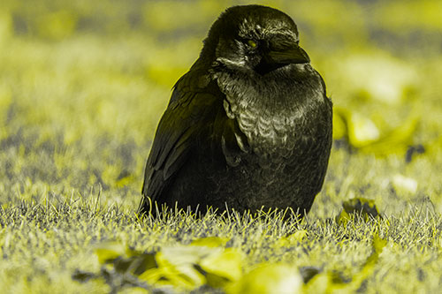 Puffy Crow Standing Guard Among Leaf Covered Grass (Yellow Tone Photo)