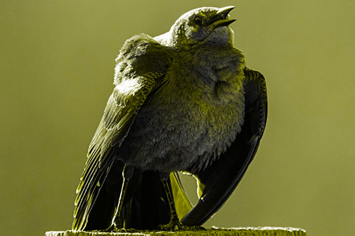 Puffy Female Grackle Croaking Atop Wooden Fence Post (Yellow Tone Photo)
