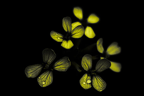 Rain Droplets Rest Atop Kale Flowers (Yellow Tone Photo)