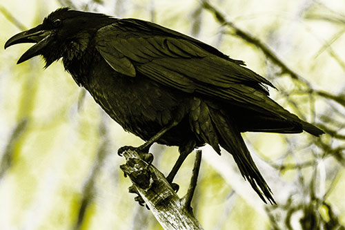 Raven Croaking Among Tree Branches (Yellow Tone Photo)