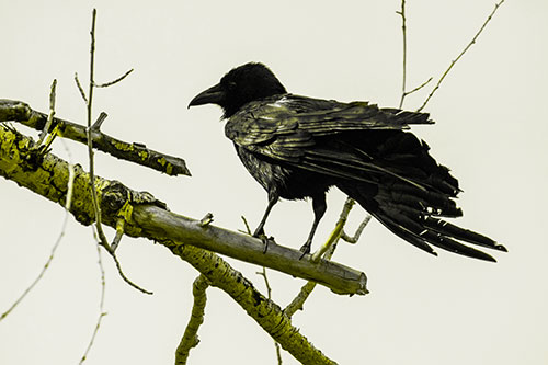 Raven Grips Onto Broken Tree Branch (Yellow Tone Photo)