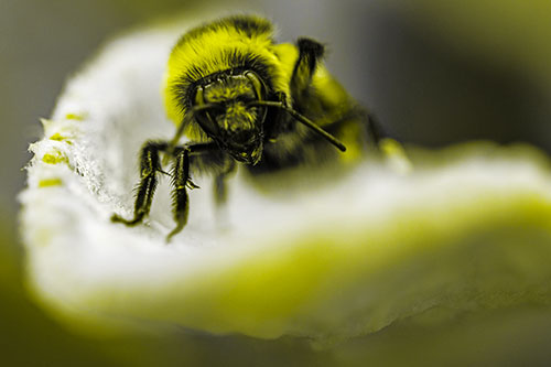 Red Belted Bumble Bee Crawling Flower Petal Edge (Yellow Tone Photo)