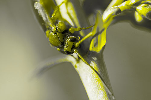 Red Wasp Crawling Down Flower Stem (Yellow Tone)