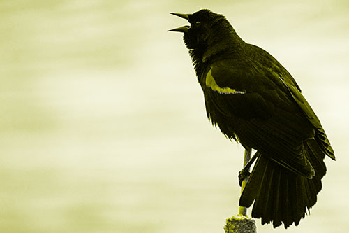 Red Winged Blackbird Singing Atop Cattail Branch (Yellow Tone)