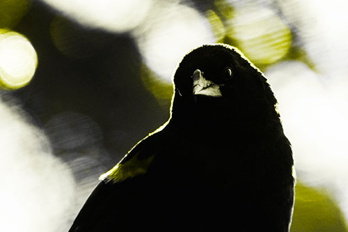 Red Winged Blackbird Tilting Head Among Sunlight (Yellow Tone Photo)