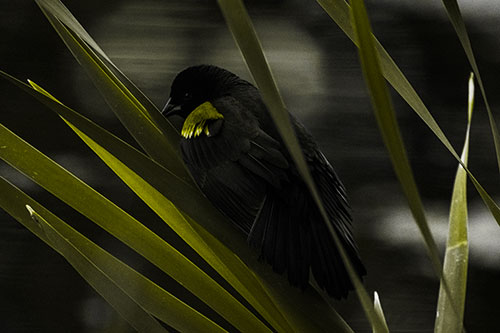 Red Winged Blackbird Watching Atop Water Reed Grass (Yellow Tone Photo)
