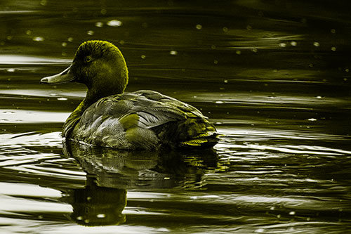 Redhead Duck Floating Atop Lake Water (Yellow Tone Photo)