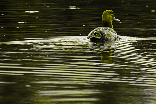Redhead Duck Swimming Across Water (Yellow Tone Photo)