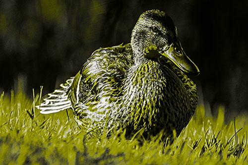 Rested Mallard Duck Rises To Feet (Yellow Tone)