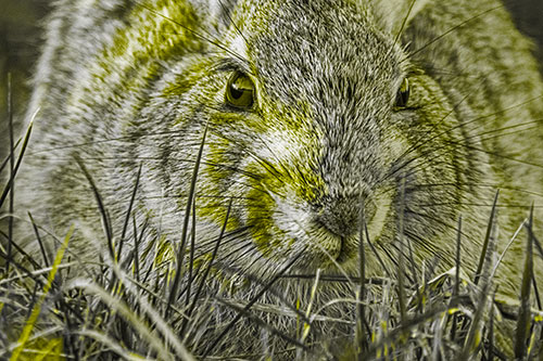 Resting Bunny Rabbit Watches Closely Among Grass Blades (Yellow Tone)
