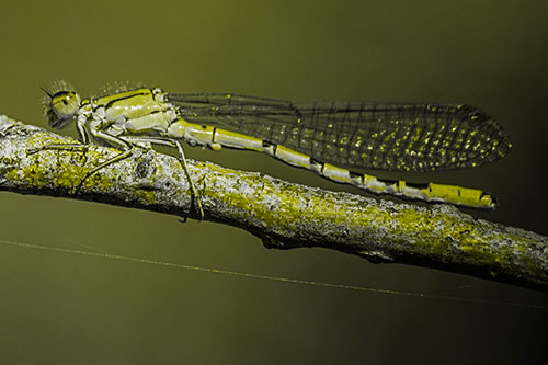 Resting Damselfly Spread Across Branch (Yellow Tone)