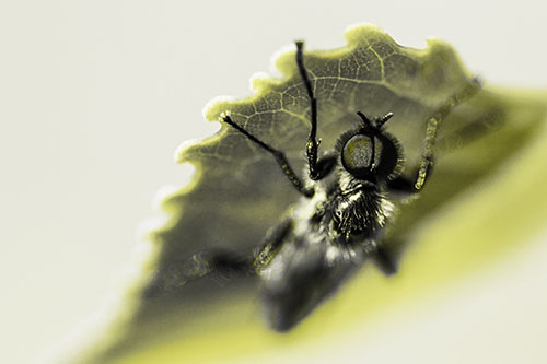 Resting March Fly Seeks Shade Beneath Leaf Petal (Yellow Tone)