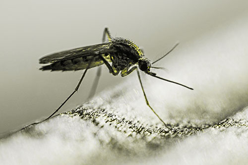Resting Mosquito Awaits Warmth Among Sunlight (Yellow Tone)