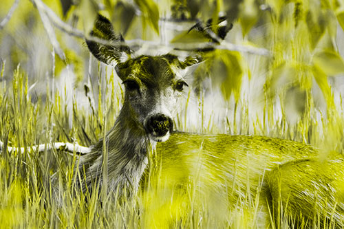 Resting White Tailed Deer Watches Surroundings (Yellow Tone Photo)
