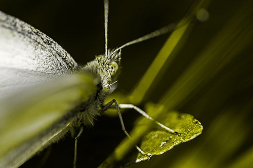 Resting Wood White Butterfly Perched Atop Leaf (Yellow Tone Photo)