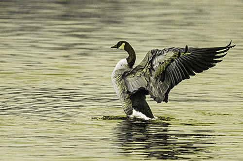 Rising Canadian Goose Spreading Wings Among Lake Top (Yellow Tone)