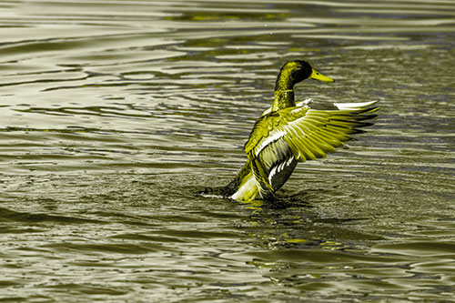 Rising Mallard Duck Flapping Wings Among Rippling Water (Yellow Tone)