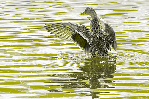 Rising Mallard Duck Flaps Wings Atop Lake (Yellow Tone)