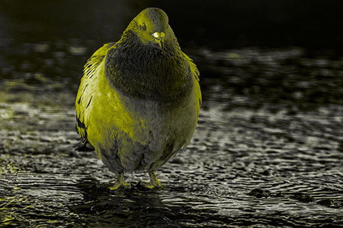 River Standing Pigeon Watching Ahead (Yellow Tone Photo)