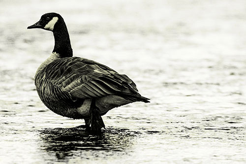 River Walking Canadian Goose (Yellow Tone Photo)