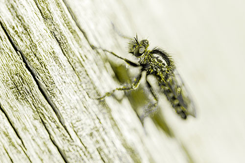 Robber Fly Perched Along Sloping Tree Stump (Yellow Tone Photo)