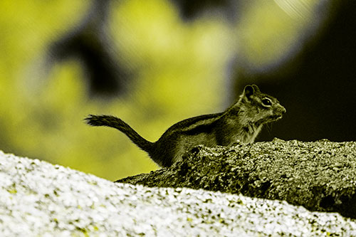 Rock Climbing Squirrel Reaches Shaded Area (Yellow Tone Photo)