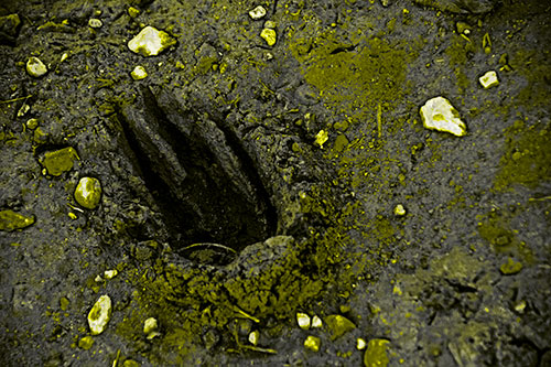 Rocks Surround Deep Mud Paw Footprint (Yellow Tone Photo)