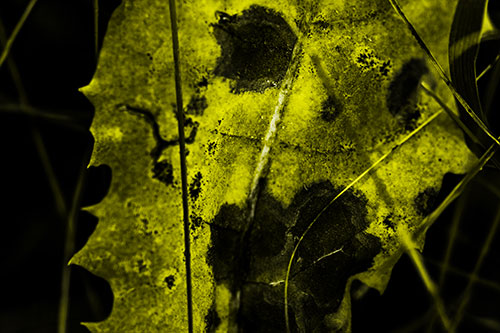 Rot Screaming Leaf Face Among Grass Blades (Yellow Tone Photo)