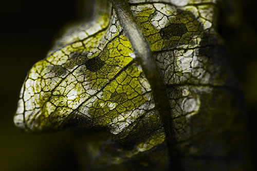 Rotting Veined Leaf Stem Face (Yellow Tone Photo)