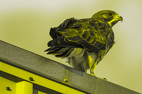 Rough Legged Hawk Enjoying Sunrise Atop Steel Roof Ledge (Yellow Tone)