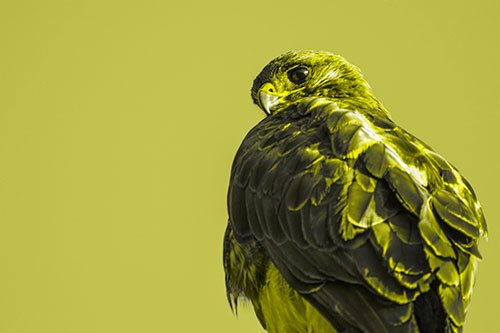 Rough Legged Hawk Glancing Backwards (Yellow Tone Photo)