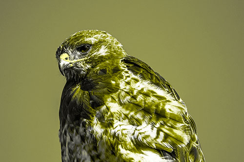 Rough Legged Hawk Keeping An Eye Out (Yellow Tone Photo)