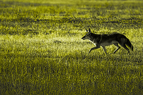 Running Coyote Hunting Among Grass Prairie (Yellow Tone Photo)