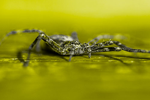 Running Crab Spider Resting Among Bench (Yellow Tone)