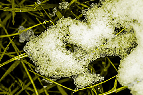 Sad Melting Grass Tangled Snow Face (Yellow Tone)