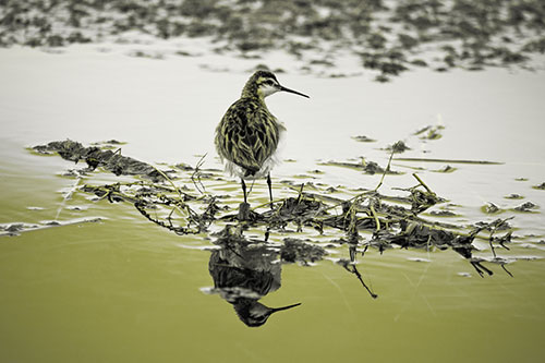 Sandpiper Bird Perched On Floating Lake Stick (Yellow Tone Photo)