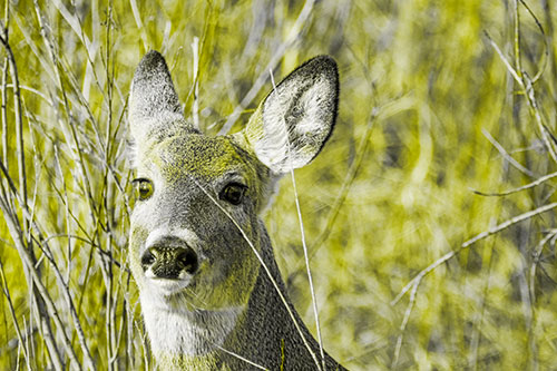 Scared White Tailed Deer Among Branches (Yellow Tone Photo)