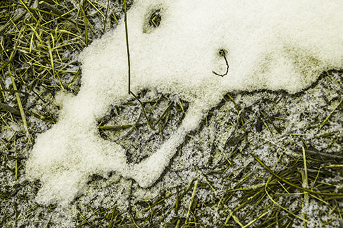 Screaming Stick Eyed Snow Face Among Grass (Yellow Tone)