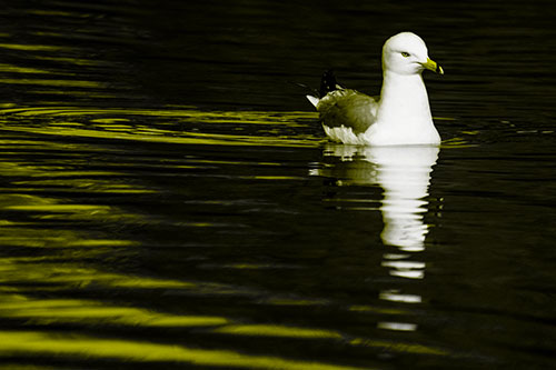 Seagull Floating Among Illuminated Rippling Water (Yellow Tone)