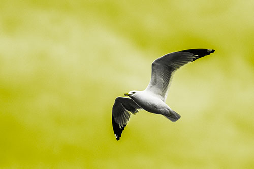 Seagull Flying Among Cloudy Overcast Sky (Yellow Tone)