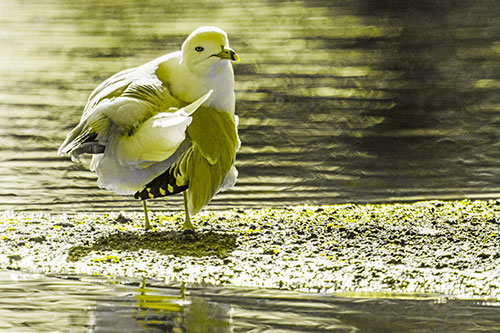 Seagull Grooming Itself Among Lake Shore (Yellow Tone)