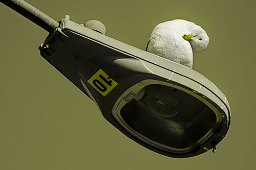 Seagull Grooming Self Atop Street Light Pole (Yellow Tone)