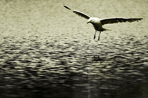 Seagull Landing On Lake Water (Yellow Tone Photo)