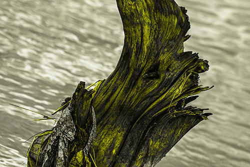 Seasick Faced Tree Log Among Flowing River (Yellow Tone Photo)