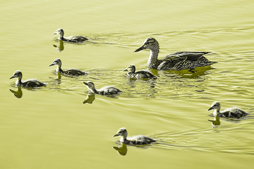 Seven Mallard Ducklings Swimming With Mother (Yellow Tone)