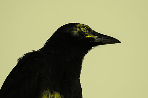 Shaded Crow Gazing Towards Sunlight (Yellow Tone Photo)