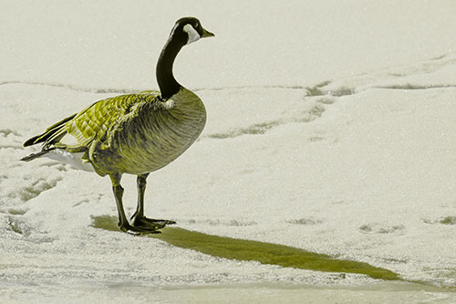 Shadow Casting Canadian Goose Standing Among Snow (Yellow Tone Photo)